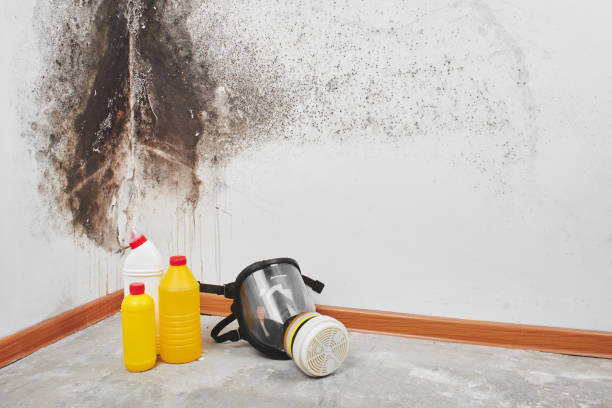 Best Certified Mold Removal  in St Maries, ID