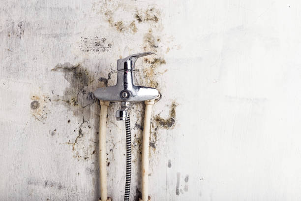 Best Black Mold Removal  in St Maries, ID