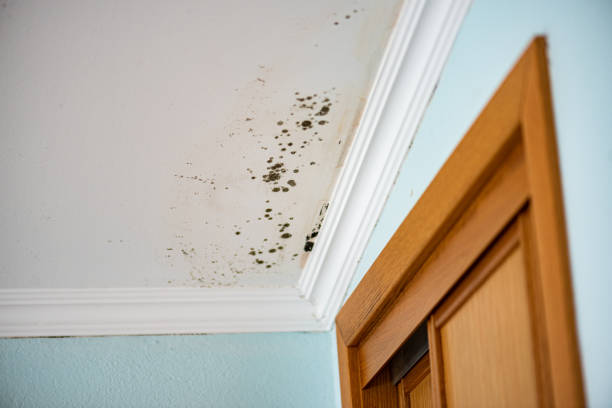 Best Mold Cleaning Services  in St Maries, ID
