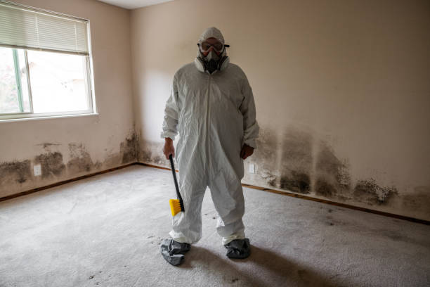 Attic Mold Removal in St Maries, ID