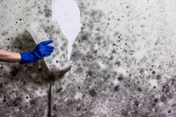 Best Crawl Space Mold Removal  in St Maries, ID